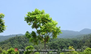 浙闽会馆