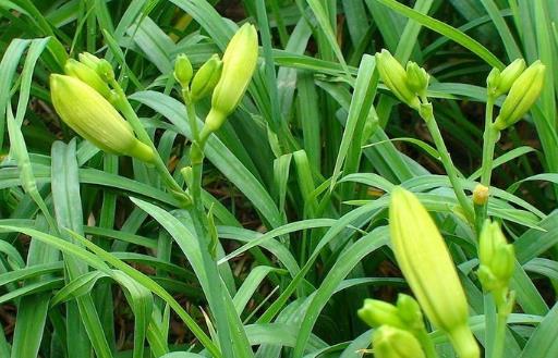 食以载道的黄花菜安神除烦护肤美颜 黄花菜药膳方