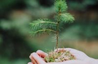 如何保存新鲜植物 植物如何保鲜