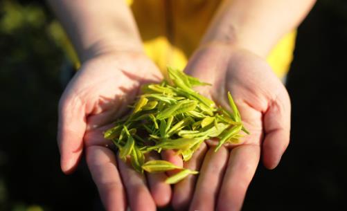 绿茶和红茶谁更有益身体 绿茶和红茶不同的适用人群