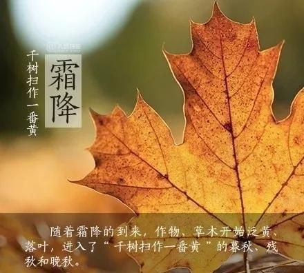 关于霜降的诗词有哪些,关于霜降的诗词