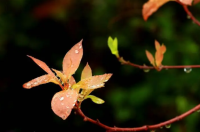 2023清明节不下雨好不好有啥预兆