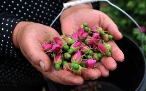 玫瑰花茶的功效与作用 想要美容养颜日常可多喝它