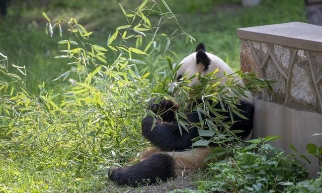 赠送台湾的大熊猫团团圆圆现在怎么样了