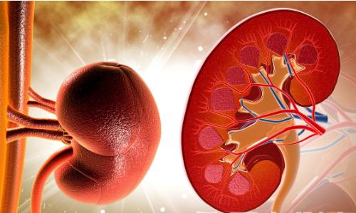 肾功能不好有哪些症状 补肾食品助你摆脱疲劳乏力
