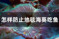 怎样防止地毯海葵吃鱼