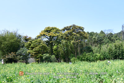 明山墓地