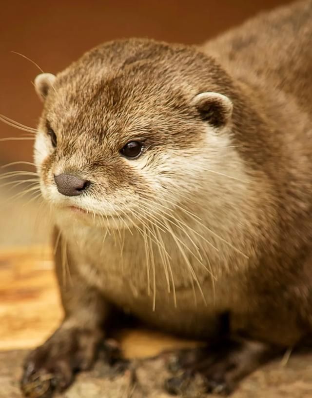 河里有水猴子怎么回事(水里有水猴子)