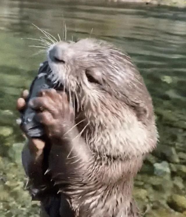 河里有水猴子怎么回事(水里有水猴子)