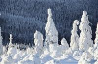 新茶饮“顶流”内卷：奈雪翻车，喜茶、茶颜悦色当起投资人