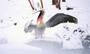 雪后的济南野生动物世界妙趣横生